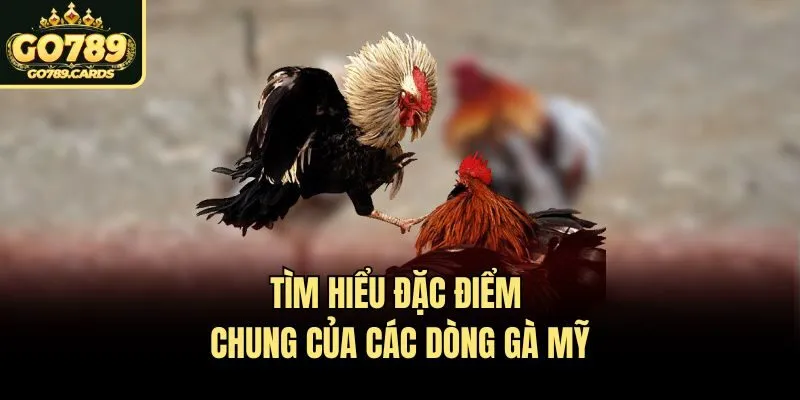 Tìm hiểu đặc điểm chung của các dòng gà mỹ